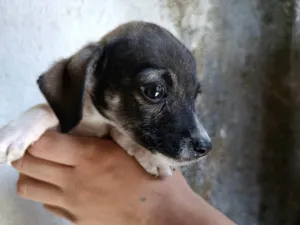 Cachorro raça SRD-ViraLata idade 2 a 6 meses nome Sem nome