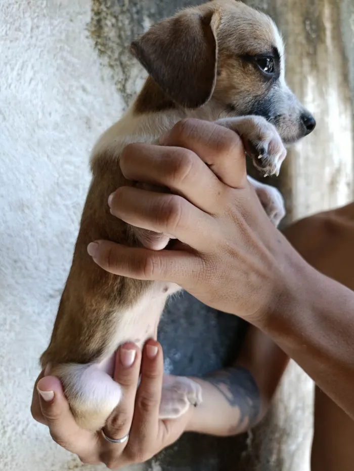 Cachorro ra a SRD-ViraLata idade 2 a 6 meses nome Sem nome definido 