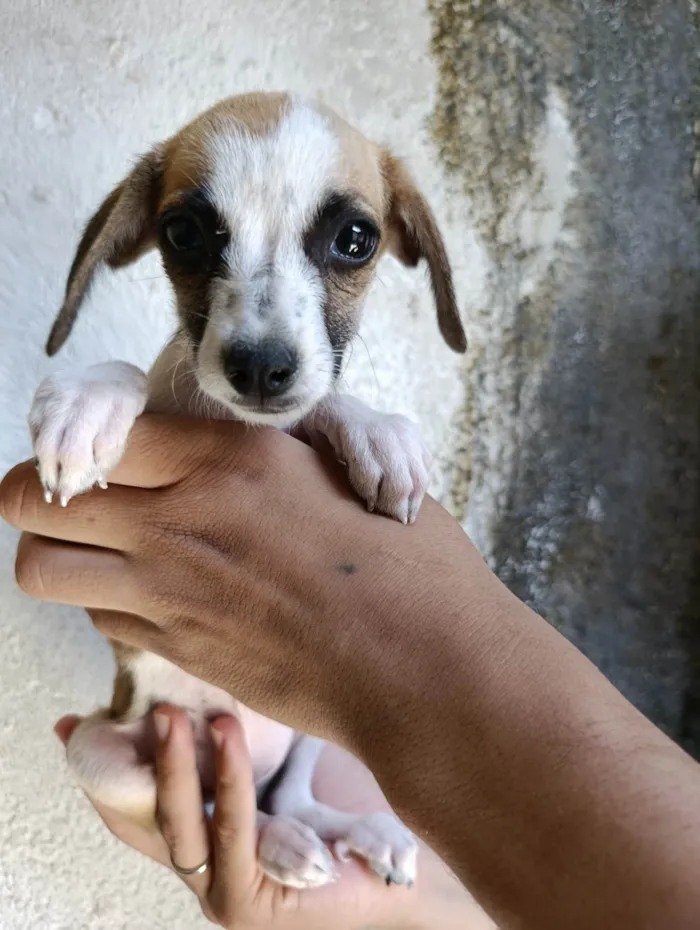 Cachorro ra a SRD-ViraLata idade 2 a 6 meses nome Sem nome definido 