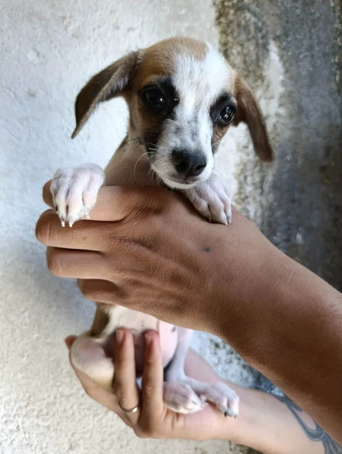 Cachorro ra a SRD-ViraLata idade 2 a 6 meses nome Sem nome definido 