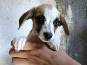 Cachorro raça SRD-ViraLata idade 2 a 6 meses nome Sem nome definido 