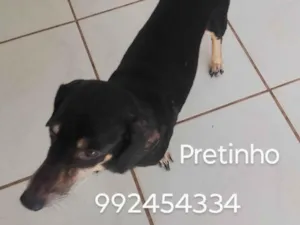 Cachorro raça Basset-Cofap idade 6 ou mais anos nome Pretinho