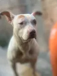Mel