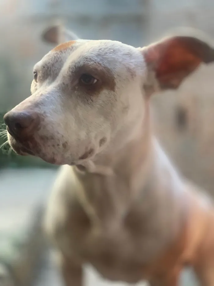 Cachorro ra a Pit-Bull idade 3 anos nome Mel 