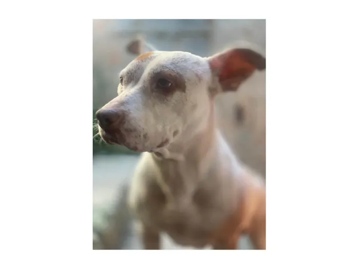 Cachorro ra a Pit-Bull idade 3 anos nome Mel 