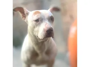 Cachorro raça Pit-Bull idade 3 anos nome Mel 