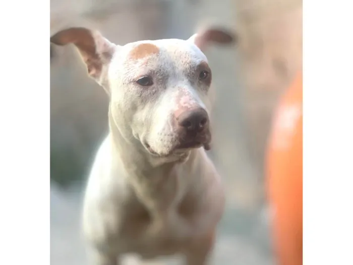 Cachorro ra a Pit-Bull idade 3 anos nome Mel 