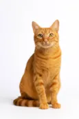 Simba 