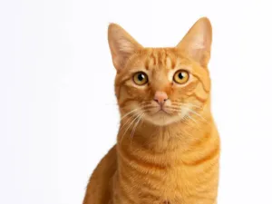Gato raça SRD-ViraLata idade 1 ano nome Simba 