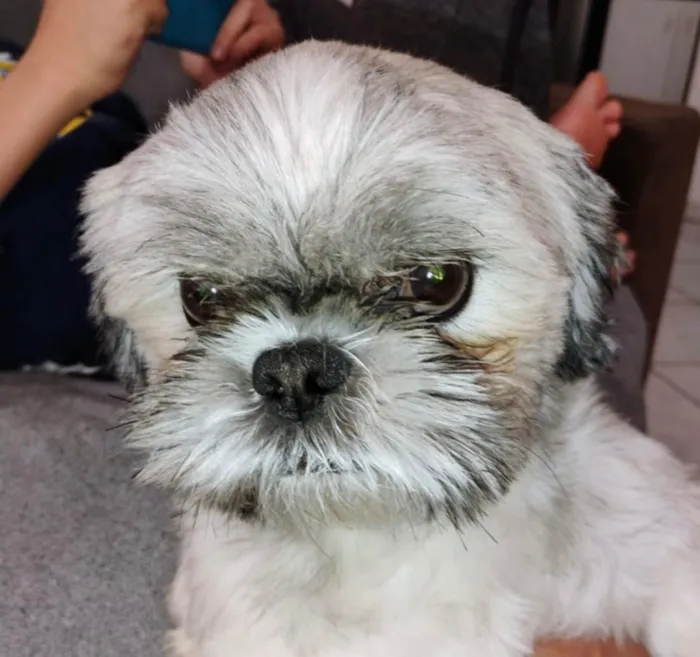 Cachorro ra a Shitzu idade 3 anos nome Luke 