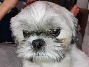 Cachorro raça Shitzu idade 3 anos nome Luke 