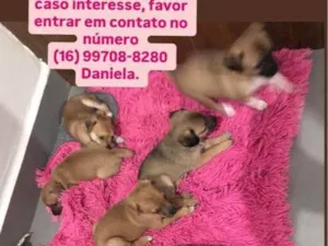 Cachorro raça SRD-ViraLata idade Abaixo de 2 meses nome bruno oliveira