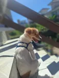 Bolt