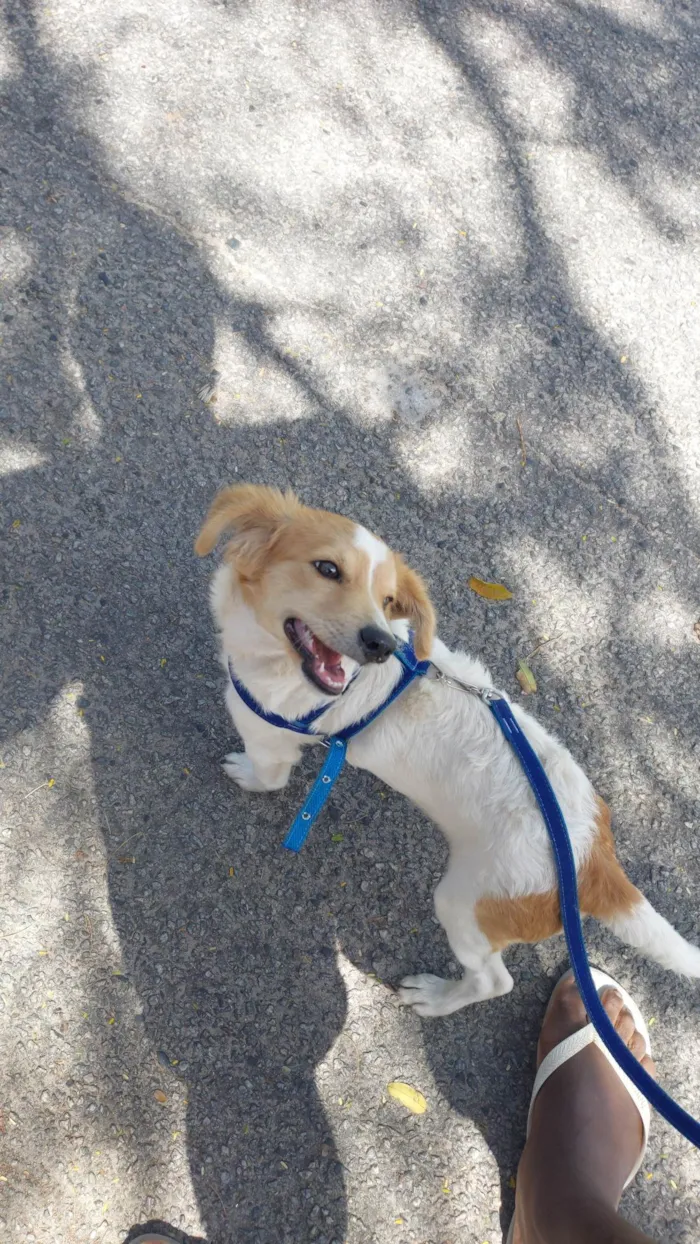 Cachorro ra a SRD-ViraLata idade 2 a 6 meses nome Bolt