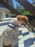 Bolt