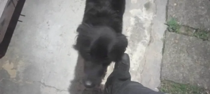 Cachorro ra a SRD-ViraLata idade 3 anos nome Nick