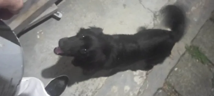Cachorro ra a SRD-ViraLata idade 3 anos nome Nick