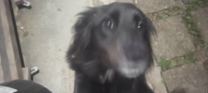 Cachorro ra a SRD-ViraLata idade 3 anos nome Nick