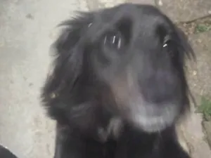 Cachorro raça SRD-ViraLata idade 3 anos nome Nick