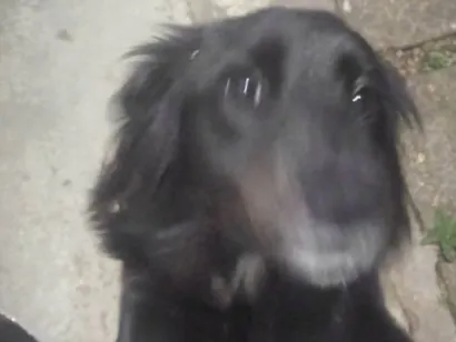 Cachorro raça SRD-ViraLata idade 3 anos nome Nick