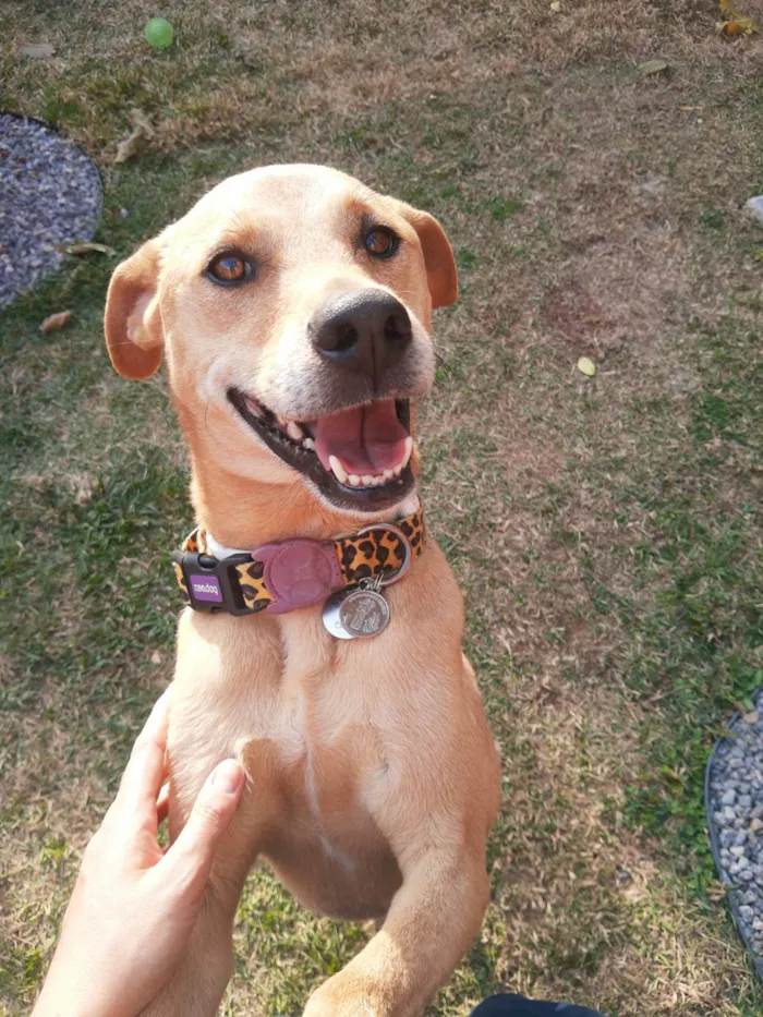 Cachorro ra a SRD-ViraLata idade 2 anos nome Cacau