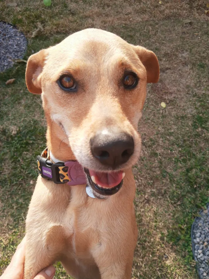 Cachorro ra a SRD-ViraLata idade 2 anos nome Cacau