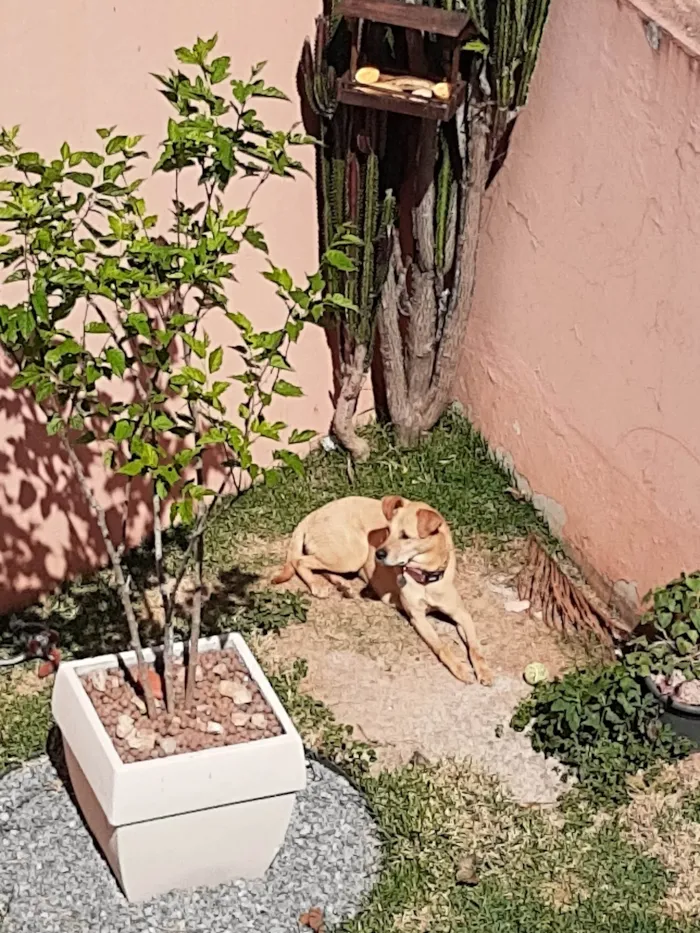 Cachorro ra a SRD-ViraLata idade 2 anos nome Cacau