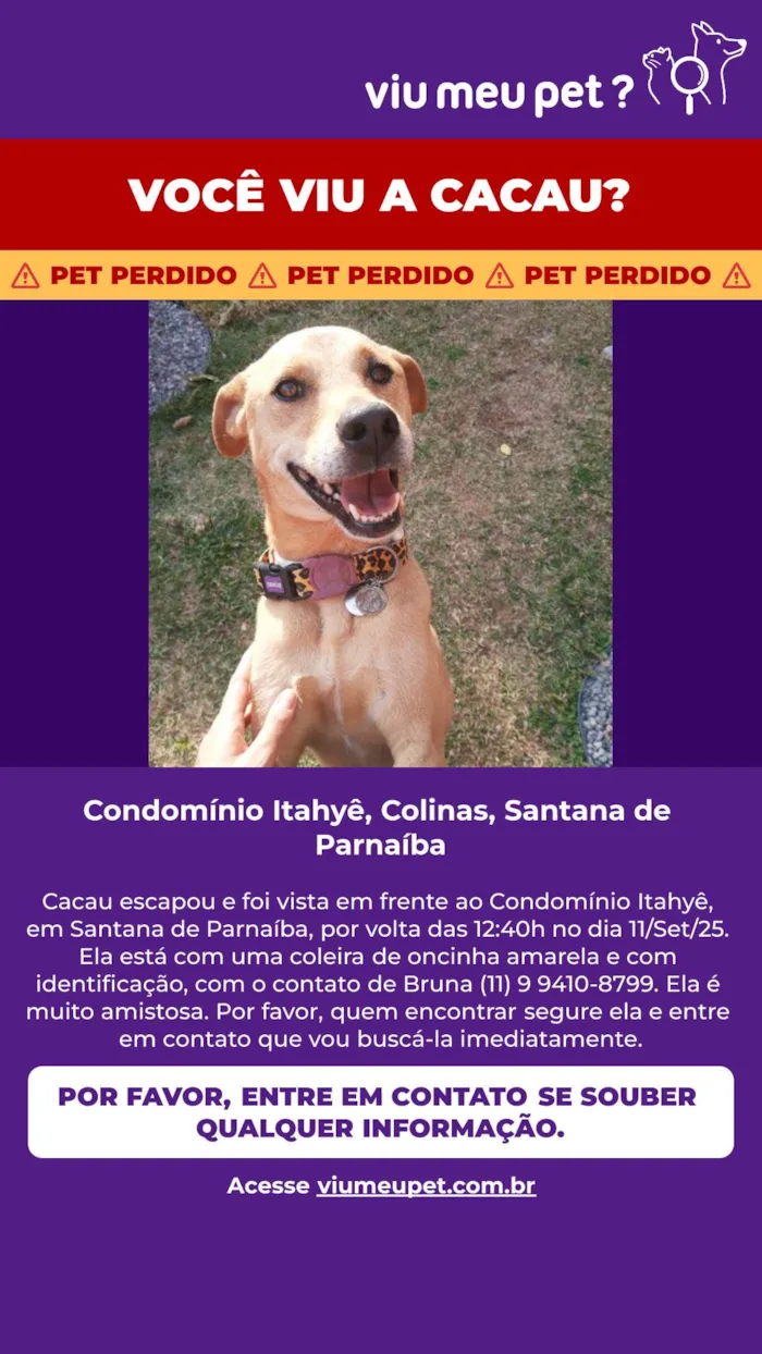 Cachorro ra a SRD-ViraLata idade 2 anos nome Cacau
