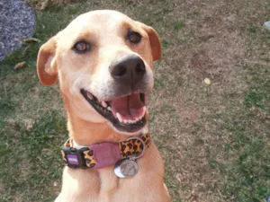 Cachorro raça SRD-ViraLata idade 2 anos nome Cacau