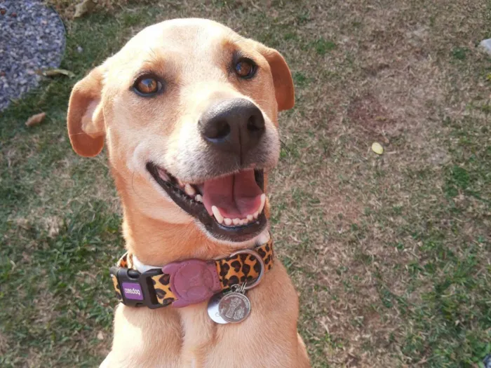 Cachorro ra a SRD-ViraLata idade 2 anos nome Cacau