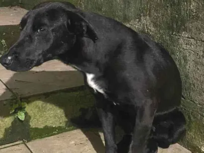 Cachorro raça SRD-ViraLata idade 2 anos nome Preto
