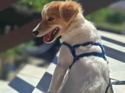 Cachorro raça SRD-ViraLata idade 2 a 6 meses nome Bolt