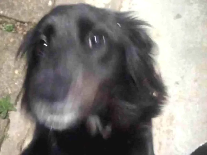 Cachorro ra a SRD-ViraLata idade 3 anos nome Nick