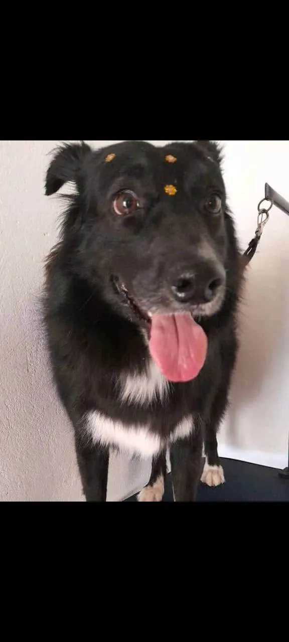 Cachorro ra a SRD-ViraLata idade 6 ou mais anos nome Dara 