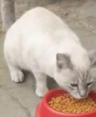 Gato raça SRD-ViraLata idade 1 ano nome Tigreza 