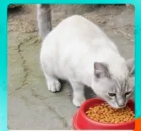 Gato ra a SRD-ViraLata idade 1 ano nome Tigreza 