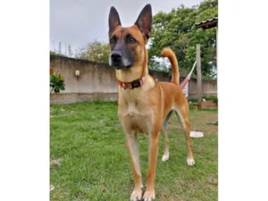 Cachorro raça Pastor Alemão idade 4 anos nome Pitaya
