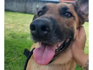 Cachorro raça Pastor Alemão idade 4 anos nome Johnny