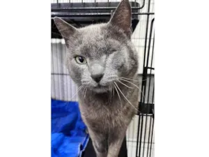 Gato raça SRD-ViraLata idade Abaixo de 2 meses nome Yuri cassio gross