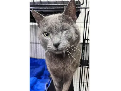 Gato raça SRD-ViraLata idade Abaixo de 2 meses nome Yuri cassio gross