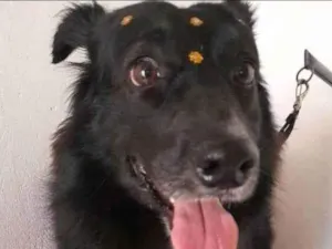 Cachorro raça SRD-ViraLata idade 6 ou mais anos nome Dara 