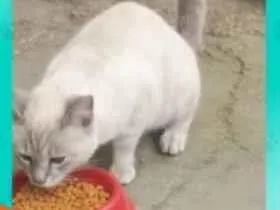 Gato raça SRD-ViraLata idade 1 ano nome Tigreza 