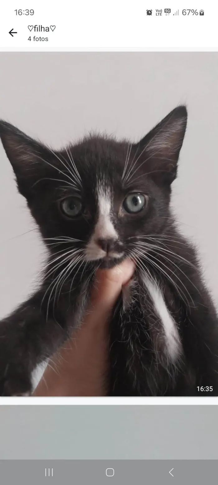 Gato ra a SRD-ViraLata idade Abaixo de 2 meses nome Sem nome