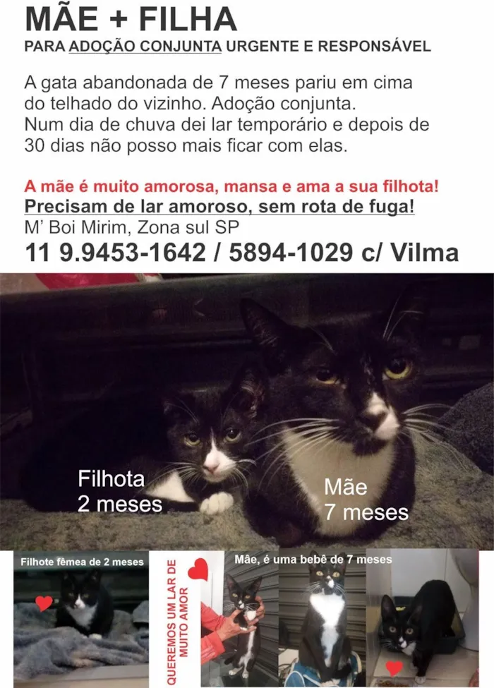 Gato ra a SRD-ViraLata idade 7 a 11 meses nome GATINHAS LINDAS: SOU LAR TEMPORÁRIO, ADOÇÃO CONJUNTA