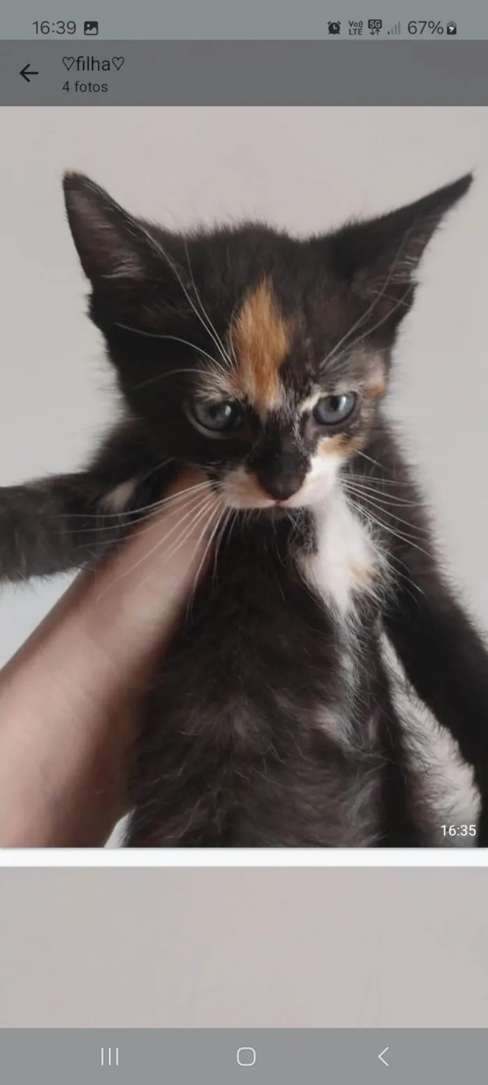 Gato ra a SRD-ViraLata idade Abaixo de 2 meses nome sem nome
