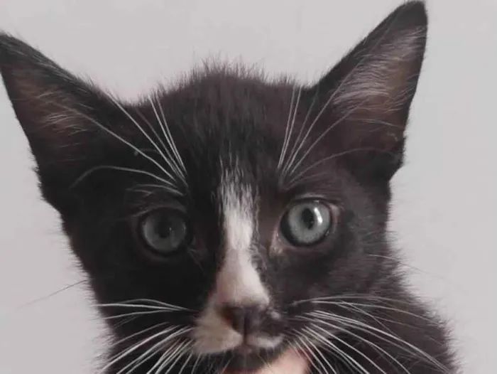 Gato ra a SRD-ViraLata idade Abaixo de 2 meses nome Sem nome
