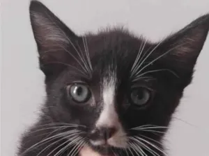 Gato raça SRD-ViraLata idade Abaixo de 2 meses nome Sem nome