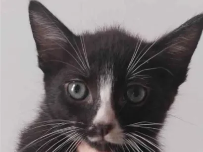 Gato raça SRD-ViraLata idade Abaixo de 2 meses nome Sem nome