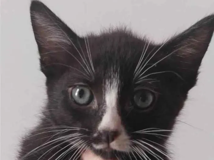 Gato ra a SRD-ViraLata idade Abaixo de 2 meses nome Sem nome