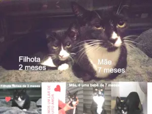 Gato raça SRD-ViraLata idade 7 a 11 meses nome GATINHAS LINDAS: SOU LAR TEMPORÁRIO, ADOÇÃO CONJUNTA